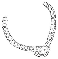 Kiaeria spenceri, cross-section of mid laminal cells including costa. Drawn from G.O.K. Sainsbury 5434, CHR 535054.
 Image: R.C. Wagstaff © Landcare Research 2018 